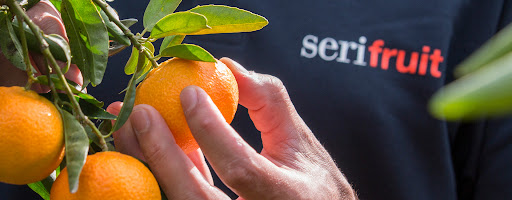 Serifruit | SAP Fruit One